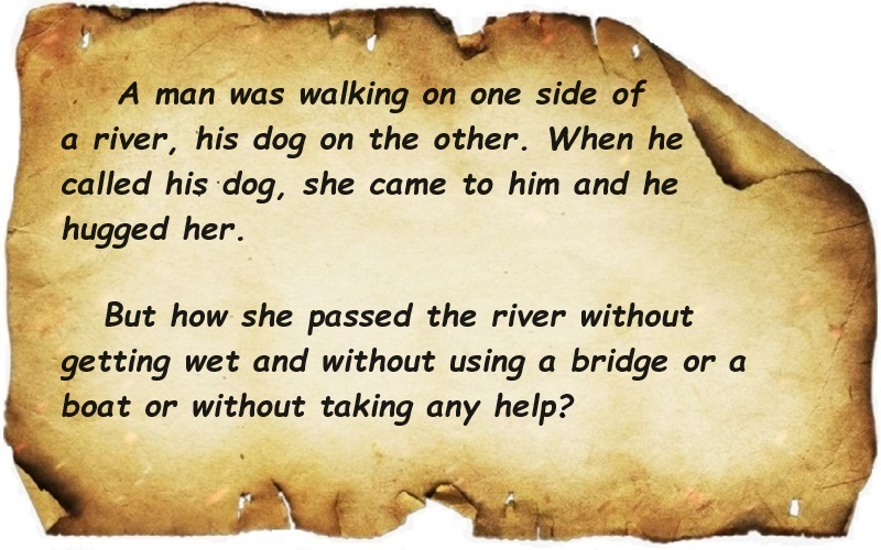 How dog passed the river without getting wet